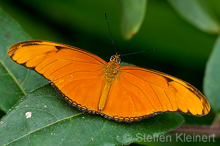 063 Julia-Falter - Dryas julia